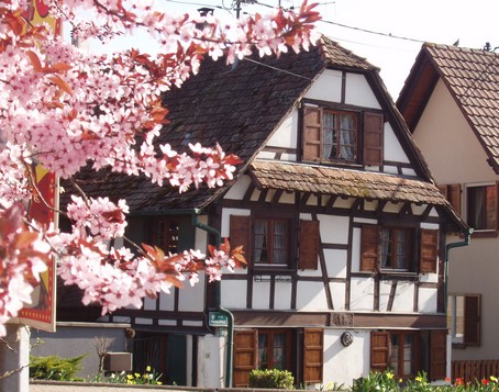 Quatzenheim au printemps - Photo Gîte en Alsace